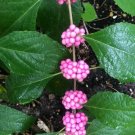 Callicarpa Americana Parkers Pink 20 Seeds USA Seller