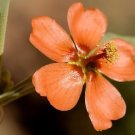 Sphaeralcea Incana Gray Globemallow 10 Seeds USA Seller Sphaeralcea Incana Gray Globemallow 10 Seeds USA Seller