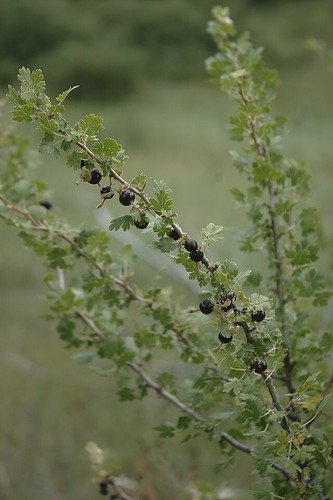 Ribes Leptanthum Slender Stem Gooseberry 10 Seeds USA Seller