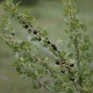 Ribes Leptanthum Slender Stem Gooseberry 10 Seeds USA Seller