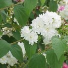 Philadelphus Virginalis Virgin'S Bower 20 Seeds USA Seller