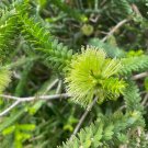 Melaleuca Diosmifolia Green Honey Myrtle 100 Seeds USA Seller Melaleuca Diosmifolia Green Honey Myrtle 100 Seeds USA Seller