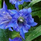 Gentiana Asclepiadea Willow Gentian 10 Seeds USA Seller Gentiana Asclepiadea Willow Gentian 10 Seeds USA Seller