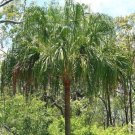 Livistona Decora Weeping Cabbage Palm 5 Seeds USA Seller