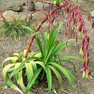 Beschorneria Albiflora White Flowered Beschorneria 5 Seeds USA Seller