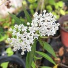 Asclepias Perennis Aquatic Milkweed 5 Seeds USA Seller