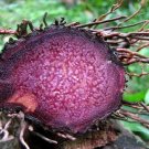 Dioscorea Alata Purple Yam Ube 5 Seeds USA Seller