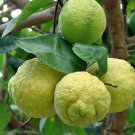 Citrus Jambhiri Rough Lemon Jambhiri 5 Seeds USA Seller