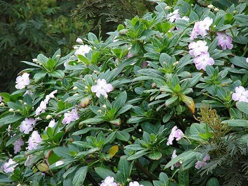 Impatiens Sodenii Subsp Oliveri Poor Man'S Rhododendron 10 Seeds USA Seller