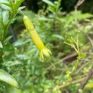 Vestia Lycioides Chilean Honeysuckle 10 Seeds USA Seller