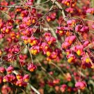 Euonymus Europaeus European Spindle 100 Seeds USA Seller