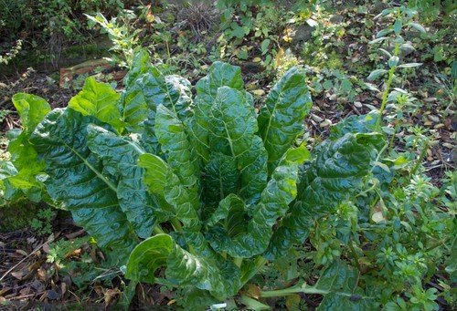 Beta Vulgaris Var Cicla Fordhook Giant Swiss Chard 100 Seeds USA Seller