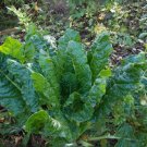 Beta Vulgaris Var Cicla Fordhook Giant Swiss Chard 100 Seeds USA Seller Beta Vulgaris Var Cicla Fordhook Giant Swiss Chard 100 Seeds USA Seller