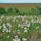 Penstemon Cobaea Cobaea Beardtongue 10 Seeds USA Seller