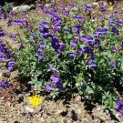 Penstemon Azureus Azure Penstemon 10 Seeds USA Seller