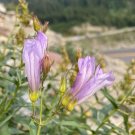 Penstemon Lyallii Lyall’S Penstemon 10 Seeds USA Seller