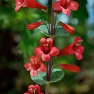 Penstemon Murrayanus Scarlet Beardtongue 10 Seeds USA Seller