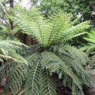 Cyathea Dealbata Ponga Silver Tree Fern 20 Spores USA Seller