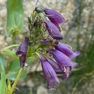 Penstemon Whippleanus Dusky Penstemon 10 Seeds USA Seller