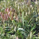 Chasmanthium Latifolium Northern Sea Oats 50 Seeds USA Seller Chasmanthium Latifolium Northern Sea Oats 50 Seeds USA Seller