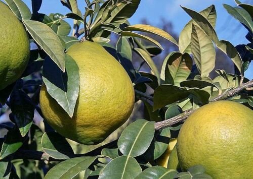 Citrus Macroptera Wild Orange 5 Seeds USA Seller
