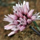 Allium Robinsonii Robinson'S Onion 10 Seeds USA Seller