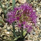 Allium Platycaule Broadstemmed Onion 10 Seeds USA Seller