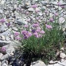 Allium Geyeri Geyer'S Onion 10 Seeds USA Seller