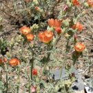 Sphaeralcea Grossulariifolia Gooseberryleaf Globemallow 10 Seeds USA Seller