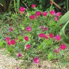 Callirhoe Involucrata Purple Poppy Mallow 10 Seeds USA Seller