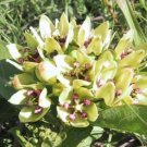 Asclepias Viridis Green Antelopehorn Milkweed 20 Seeds USA Seller