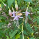 Fuchsia Magellanica V Molinae Maidens Blush 50 Seeds USA Seller