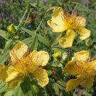 Hypericum Przewalskii Przewalski'S St John'S Wort 200 Seeds USA Seller