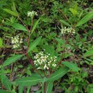 Apocynum Cannabinum Dogbane 100 Seeds USA Seller
