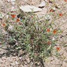 Sphaeralcea Gierischii Gierisch'S Globemallow 10 Seeds USA Seller Sphaeralcea Gierischii Gierisch'S Globemallow 10 Seeds USA Seller