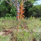 Aloe Brevifolia Short Leaved Aloe 10 Seeds USA Seller