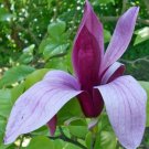 Magnolia Liliiflora Lily Magnolia 10 Seeds USA Seller