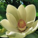 Magnolia Officinalis Houpo Magnolia 5 Seeds USA Seller