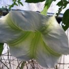 Brugmansia Suaveolens Green Stripe 10 Seeds USA Seller