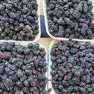 Rubus Ursinus California Blackberry 20 Seeds USA Seller