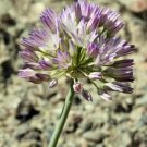Allium Fimbriatum Var Purdyi Purdy'S Fringed Onion 10 Seeds USA Seller