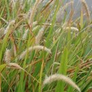 Cenchrus Purpureum Elephant Grass 10 Seeds USA Seller