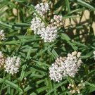 Asclepias Angustifolia Arizona Milkweed 10 Seeds USA Seller
