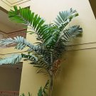 Ptychosperma Macarthurii Macarthur Palm 10 Seeds USA Seller Ptychosperma Macarthurii Macarthur Palm 10 Seeds USA Seller