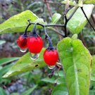 Solanum Dulcamara Woody Nightshade 10 Seeds USA Seller