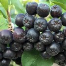 Aronia Melanocarpa Black Chokeberry 50 Seeds USA Seller Aronia Melanocarpa Black Chokeberry 50 Seeds USA Seller
