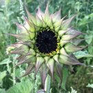 Helianthus Annus Sunfill Purple 5 Seeds USA Seller