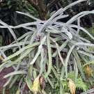 Hylocereus Costaricensis Night Blooming Cereus 20 Seeds USA Seller