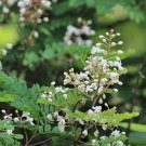 Pterolobium Hexapetalum Indian Redwing 10 Seeds USA Seller