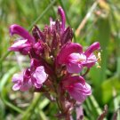 Pedicularis Crenulata Scallop Leaf Lousewort 10 Seeds USA Seller